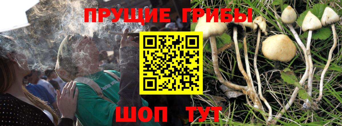 Псилоцибиновые грибы Cubensis Москва